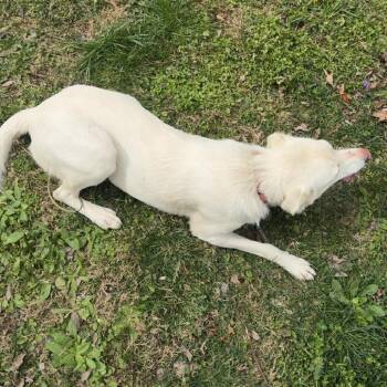 Yellow Labrador Retriever and Mixed Breed Dogs Available for Adoption in Morganfield, Kentucky - Maki | PetCurious