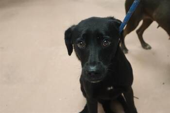 SHADOW -  Mixed Breed Dog for Adoption in Columbia, South Carolina - SHADOW | PetCurious