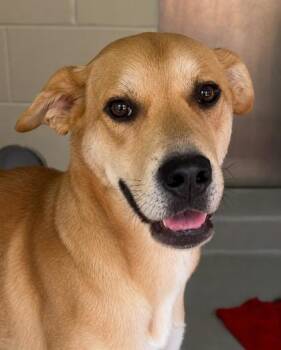 Terrence 1105-26 -  Labrador Retriever and Mixed Breed Dog for Adoption in Cumming, Georgia - Terrence 1105-26 | PetCurious