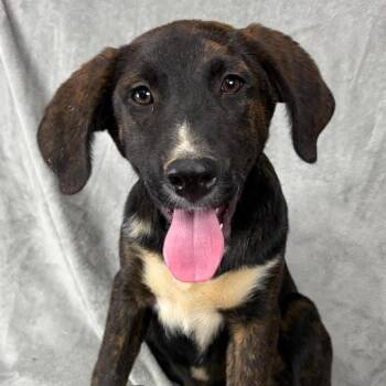 FOSTER OR FOSTER TO ADOPT - Justify -  Mixed Breed and Plott Hound Dog for Adoption - FOSTER OR FOSTER TO ADOPT - Justify | PetCurious
