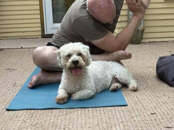 Maxwell -  Bichon Frise Dog for Adoption in Whitewater, Wisconsin - Maxwell | PetCurious