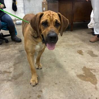 Rescue Bloodhound and Mastiff Dogs for Adoption in Corbin, Kentucky - Kiara | PetCurious