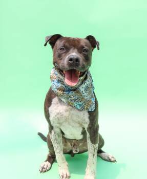 Rescue American Bully and Bulldog Dogs for Adoption in Islip Terrace, New York - Bubbles | PetCurious