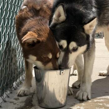 Alaskan Malamute Dogs Available for Adoption in Murray, Utah - Goku | PetCurious