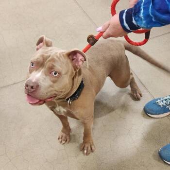 Pit Bull Terrier Dogs Available for Adoption - Bubbz | PetCurious