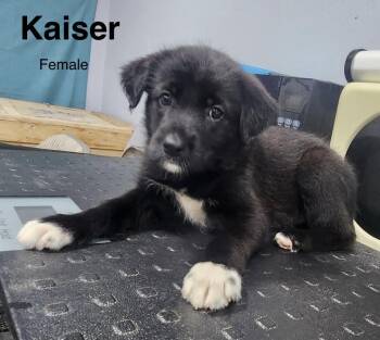 Kaiser -  Shepherd and Standard Poodle Dog for Adoption in Manchester, Connecticut - Kaiser | PetCurious