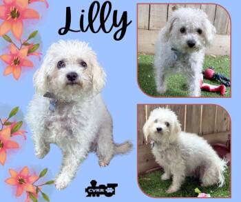 Lilly (Ritzy) -  Poodle Dog for Adoption in Lindsay, California - Lilly (Ritzy) | PetCurious