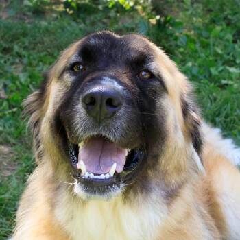 Yeli -  Anatolian Shepherd and Mixed Breed Dog for Adoption in Versailles, Kentucky - Yeli | PetCurious