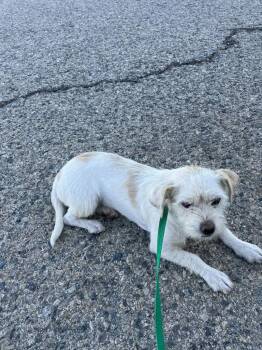 Fable -  Terrier Dog for Adoption in California City, California - Fable | PetCurious