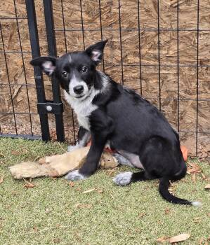Ivy -  Border Collie and Australian Cattle Dog Blue Heeler Dog for Adoption in Apache Junction, Arizona - Ivy | PetCurious