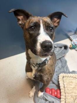 Laika -  Mixed Breed Dog for Adoption in Bellingham, Washington - Laika | PetCurious