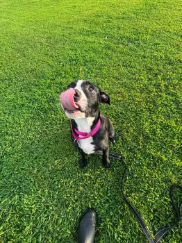 Chloe -  Mixed Breed Dog for Adoption in Huntsville, Alabama - Chloe | PetCurious