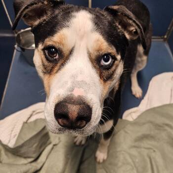 Rescue Cattle Dog Dogs for Adoption in The Dalles, Oregon - Butch | PetCurious