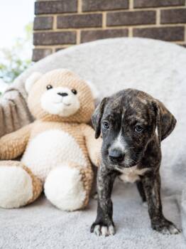 Espresso -  Terrier Dog for Adoption in Tallahassee, Florida - Espresso | PetCurious