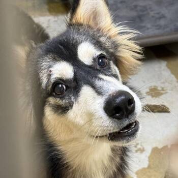 Astro/Rocket -  Husky and Mixed Breed Dog for Adoption in Palestine, Texas - Astro/Rocket | PetCurious
