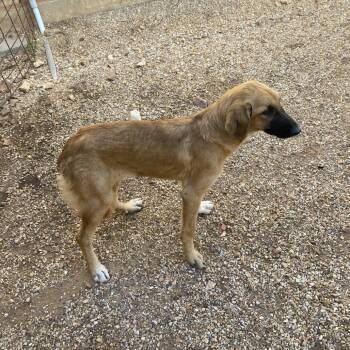 Rainbow -  Anatolian Shepherd Dog for Adoption in Stilwell, Oklahoma - Rainbow | PetCurious