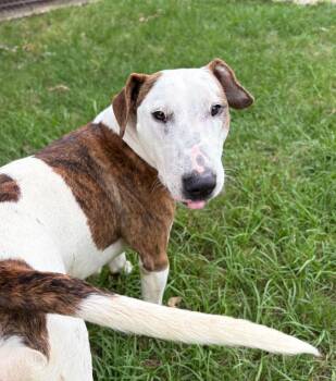 Wrigley -  Bull Terrier Dog for Adoption in Nacogdoches, Texas - Wrigley | PetCurious