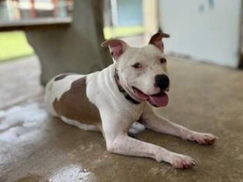 Danny Devito -  American Bulldog and Mixed Breed Dog for Adoption in Gainesville, Florida - Danny Devito | PetCurious