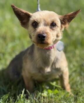 Eleanor -  Yorkshire Terrier Dog for Adoption in Malvern, Pennsylvania - Eleanor | PetCurious