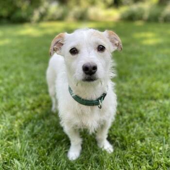 Boba -  Jack Russell Terrier and Parson Russell Terrier Dog for Adoption in Las Vegas, Nevada - Boba | PetCurious