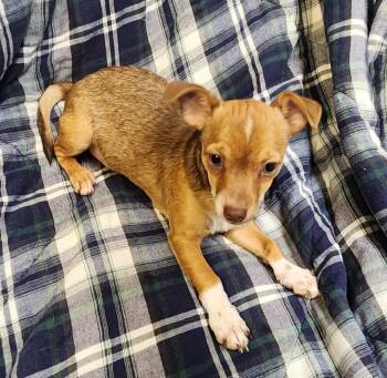 TATER -  Feist and Mixed Breed Dog for Adoption in Lexington, Tennessee - TATER | PetCurious