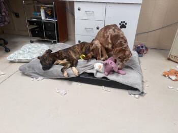 Chance -  Pit Bull Terrier and Shepherd Dog for Adoption in Findlay, Ohio - Chance | PetCurious