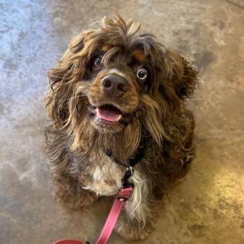 Patches -  Cocker Spaniel and Cavalier King Charles Spaniel Dog for Adoption in Riverwoods, Illinois - Patches | PetCurious