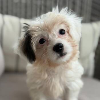 Meg -  Maltese Dog for Adoption in Pflugerville, Texas - Meg | PetCurious