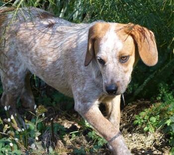 Cody -  Australian Cattle Dog Blue Heeler and Beagle Dog for Adoption in Doylestown, Pennsylvania - Cody | PetCurious
