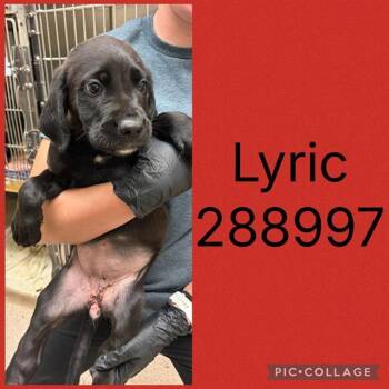 LYRIC -  Mixed Breed Dog for Adoption in Macon, Georgia - LYRIC | PetCurious