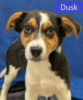 Australian Shepherd and Beagle Dogs Available for Adoption in Mount Vernon, Ohio - Dusk | PetCurious