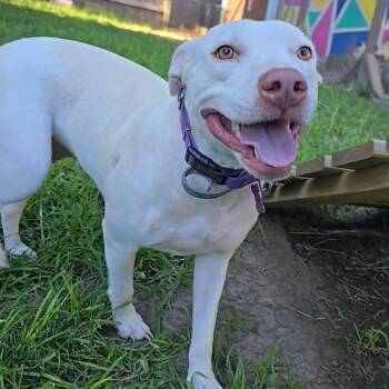 Oklahoma Smokeshow -  Pit Bull Terrier and Mixed Breed Dog for Adoption in Olathe, Kansas - Oklahoma Smokeshow | PetCurious