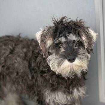 Schnauzer Dogs Available for Adoption - April (F26-35) | PetCurious