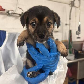 Ino -  Shepherd Dog for Adoption in Edinburg, Texas - Ino | PetCurious