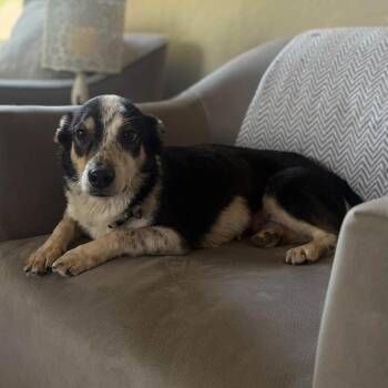 Marcy -  Corgi and Australian Cattle Dog Blue Heeler Dog for Adoption in Olathe, Kansas - Marcy | PetCurious