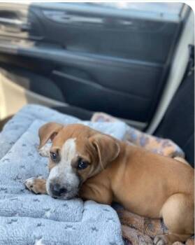 Hazel - COMING SOON -  Boxer Dog for Adoption in Overland Park, Kansas - Hazel - COMING SOON | PetCurious