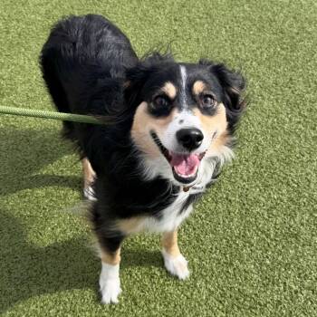 Mia -  Australian Shepherd and Mixed Breed Dog for Adoption in Cody, Wyoming - Mia | PetCurious