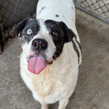 Australian Cattle Dog Blue Heeler Dogs Available for Adoption - Darla | PetCurious