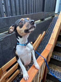 Rat Terrier Dogs Available for Adoption in Bothell, Washington - Hugo | PetCurious