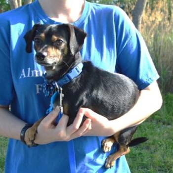 Tay-Tay -  Chihuahua and Mixed Breed Dog for Adoption in Elk Grove Village, Illinois - Tay-Tay | PetCurious