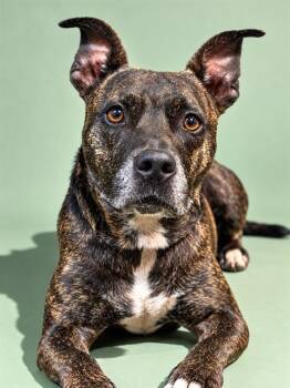 CASH -  Mixed Breed Dog for Adoption in Jacksonville, Florida - CASH | PetCurious