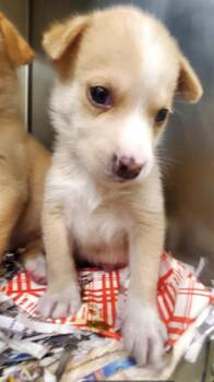 SAM -  Labrador Retriever and Mixed Breed Dog for Adoption in St. Louis, Missouri - SAM | PetCurious