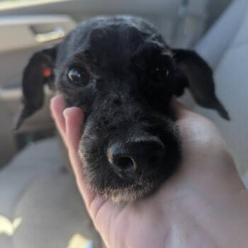 Blue -  Miniature Poodle and Poodle Dog for Adoption in Evansville, Indiana - Blue | PetCurious