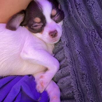 Megan -  Chihuahua Dog for Adoption in Northbrook, Illinois - Megan | PetCurious