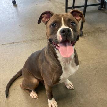 Boxer Dogs Available for Adoption - Alize | PetCurious