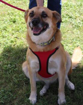 Sadie -  Labrador Retriever and German Shepherd Dog Dog for Adoption in Bandera, Texas - Sadie | PetCurious