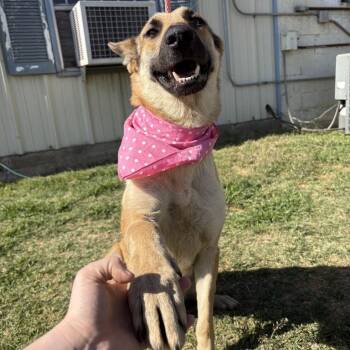 Belgian Shepherd Malinois and German Shepherd Dog Dogs Available for Adoption in Corsicana, Texas - Ruby D46396 | PetCurious