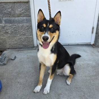 FOXTROT -  Australian Kelpie Dog for Adoption in Long Beach, California - FOXTROT | PetCurious