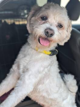 Poodle Dogs Available for Adoption in Baton Rouge, Louisiana - Wishbone | PetCurious