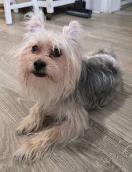 Silky Terrier Dogs Available for Adoption in New York, New York - William DeFuzz | PetCurious